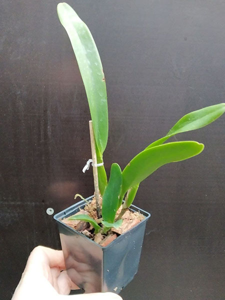 Laelia purpurata sanguinea 'Natal' x sanguinea 'Henrique'.jpg