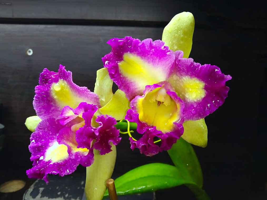 Rhyncholaeliocattleya Rungnapha Fancy x Haw Yuan Beauty (Lady gaga).jpg