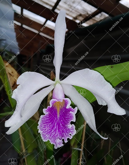 Cattleya Amazone.jpg