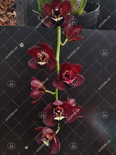 Cymbidium Kiwi Midnight.jpg