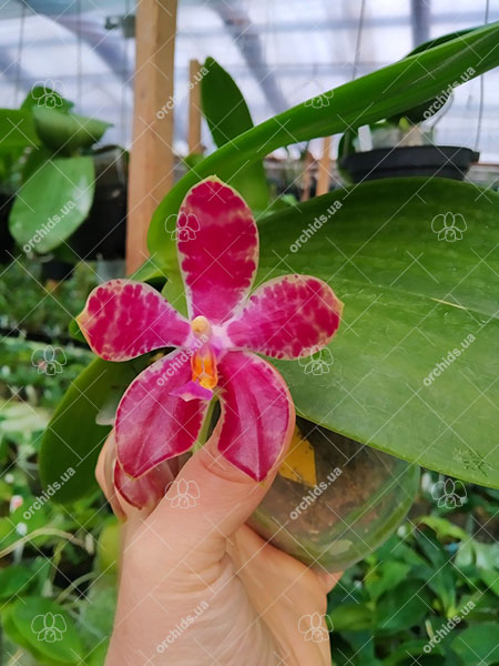 Phalaenopsis Mainshow Tiger (cross plants).jpg