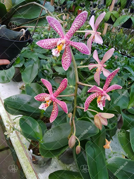 Phalaenopsis Jiaho's Pink Girl x schilleriana.jpg