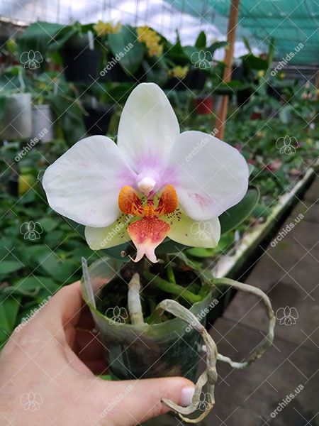 Phalaenopsis Joy Philippine Princess.jpg