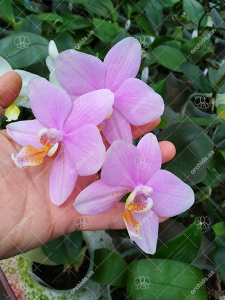 Phalaenopsis Joy Spring Venus x Philishill.jpg