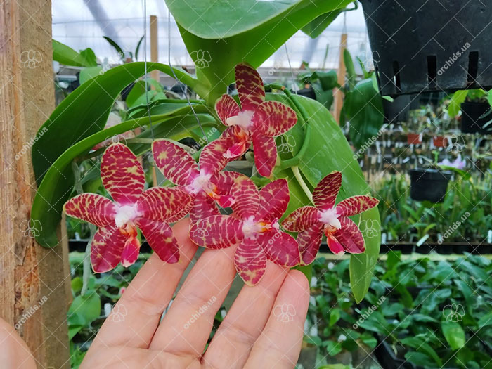 Phalaenopsis Zheng Min Yew x Giant Passion 'OK#2'.jpg