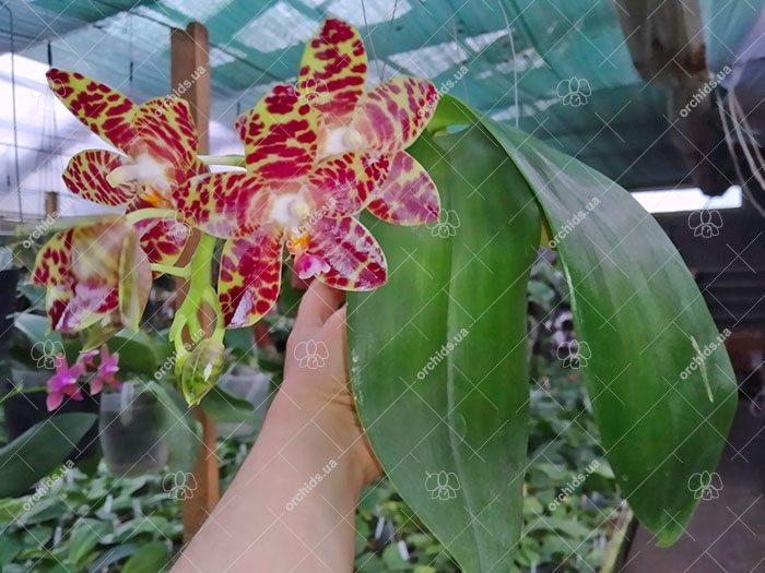 Phalaenopsis Giant Passion x Zheng Min 'Hazel'.jpg