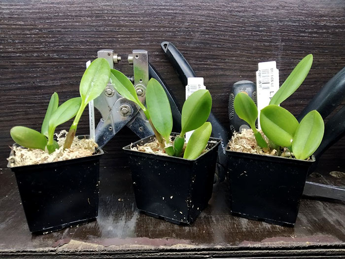 Laelia pumila alba.jpg