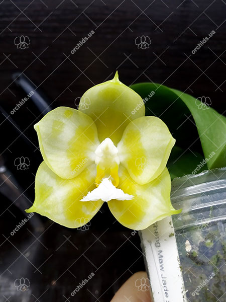 Phalaenopsis (Chang Maw Jade x Yaphon Lover).jpg