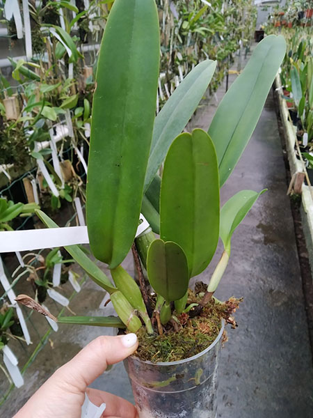 Cattleya warneri alba ('Jaco Silva' x 'Da Mercedes').jpg