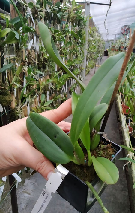 Cattleya warneri alba ('Mata Fria' x 'Jaco Silva').jpg