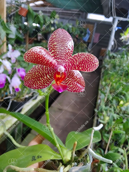 Phalaenopsis Miro Jo Gi 'Mituo #1' x Mituo Sun 'Mituo #1'.jpg