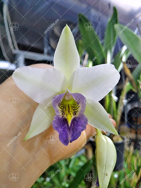 Laelia anceps coerulea 'Fort Caroline'.jpg