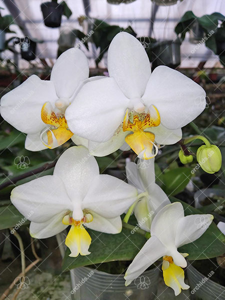 Phalaenopsis Joy Spring Venus x Philishill.jpg