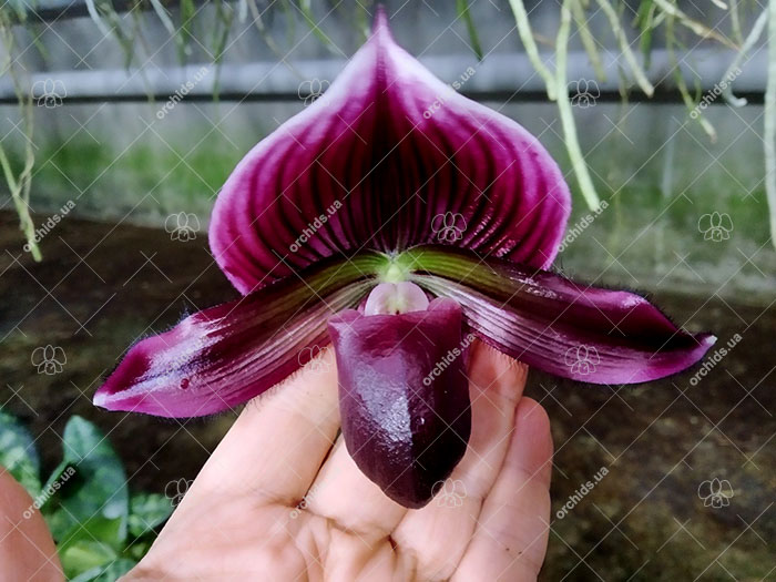 Paphiopedilum Maudiae vinicolor 'In-Charm' x self.jpg