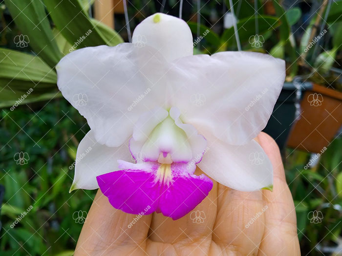 Cattleya walkeriana 'Snow White' x semi-alba ('Puanani' x 'Tokio').jpg