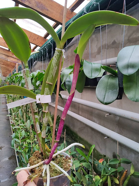 Cattleya amethystoglossa flamea ('AWZ' x 'Katia').jpg