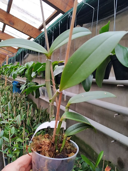 Cattleya amethystoglossa (flamea x flamea 'Cinco Estrelas').jpg