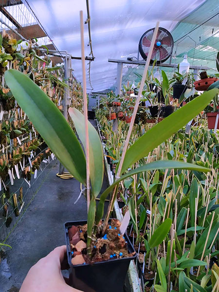 Cattleya trianae amesiana 'Jordao' x 'Padre Gonzalez'.jpg