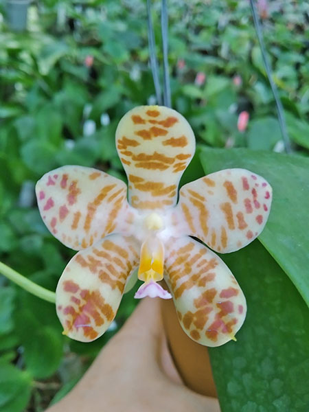 Phalaenopsis Mituo Golden Tiger 'Golden Ring' x gigantea alba 'Ta Wei'.jpg