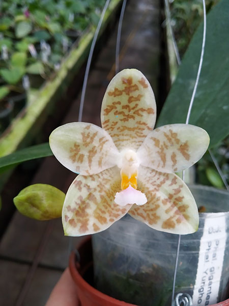 Phalaenopsis gigantea x Yungho Gelblitz.jpg