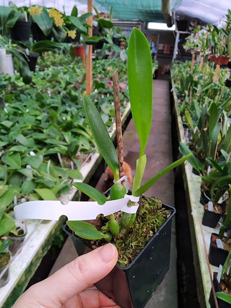 Laelia pumila 'Vinho' x oculata 'Imperatriz'.jpg