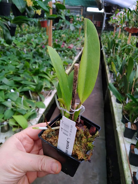 Laelia pumila vinicolor 'AWZ' x self.jpg