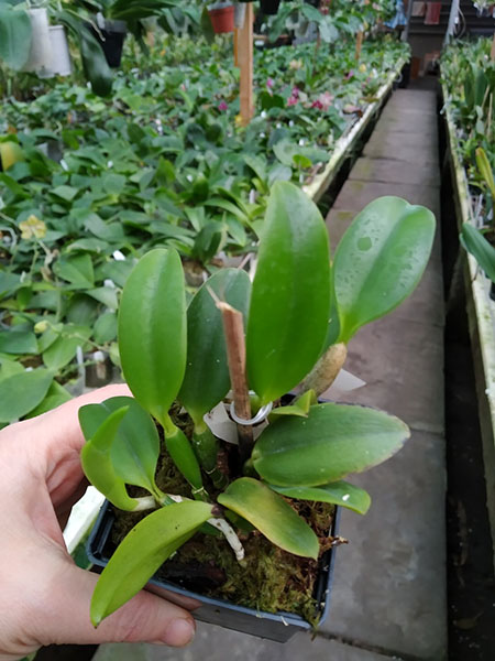 Laelia praestans (rubra 'Tormenta' x escura 'Bella').jpg