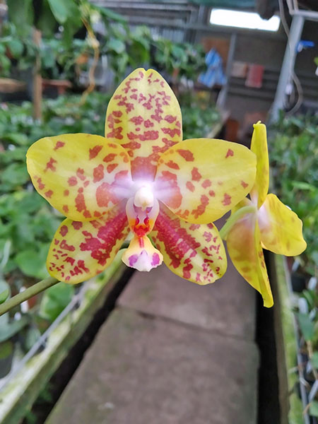 Phalaenopsis Diamond Beauty '1202' x Mituo Gelb Eagle 'Rainbow'.jpg