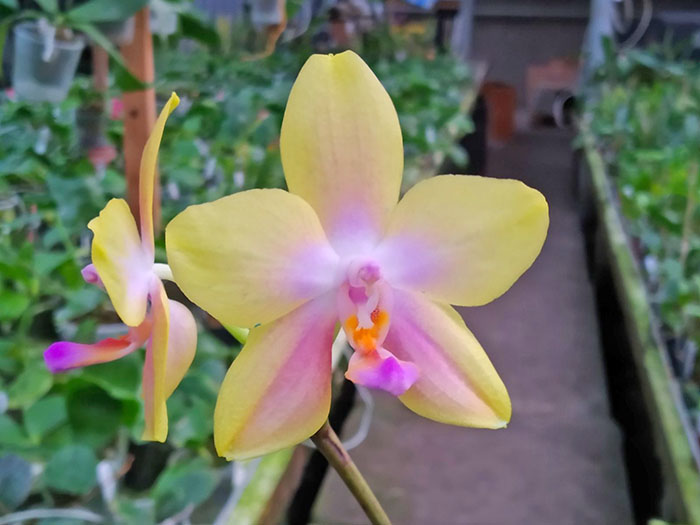 Phalaenopsis Diamond Beauty '1202' x Mituo Gelb Eagle 'Rainbow'.jpg