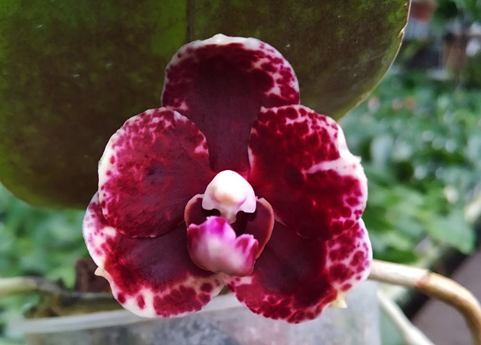 Phalaenopsis Diamond Beauty '1202' x Miro Supper Star 'MO198'.jpg