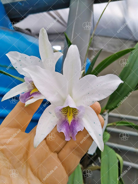 Laelia anceps coerulea 'Fort Caroline'.jpg