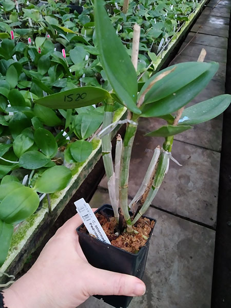 Cattleya intermedia concolor 'Pedrinho' x self.jpg