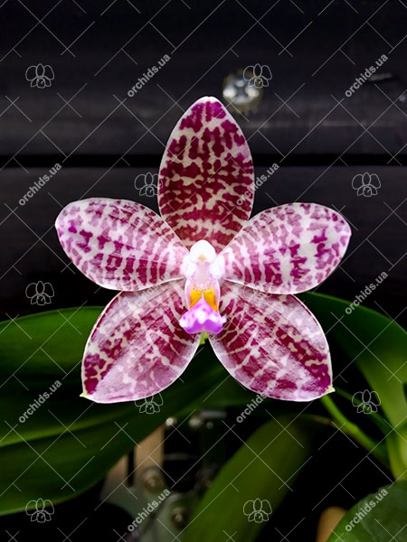 Phalaenopsis Zheng Min Diffuse x Mel's Purple Ruby.jpg