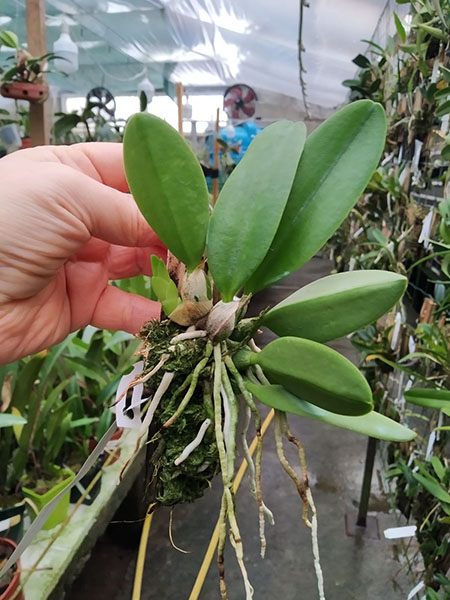 Laelia sincorana (concolor escura 'Diamantina' x delicata 'Pluma').jpg