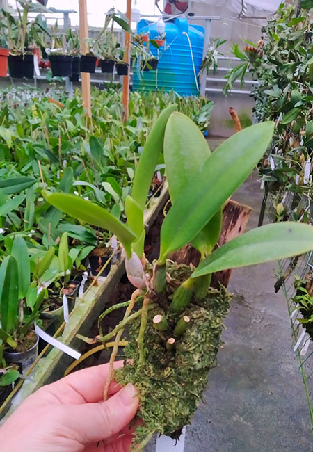 Laelia jongheana alba.jpg