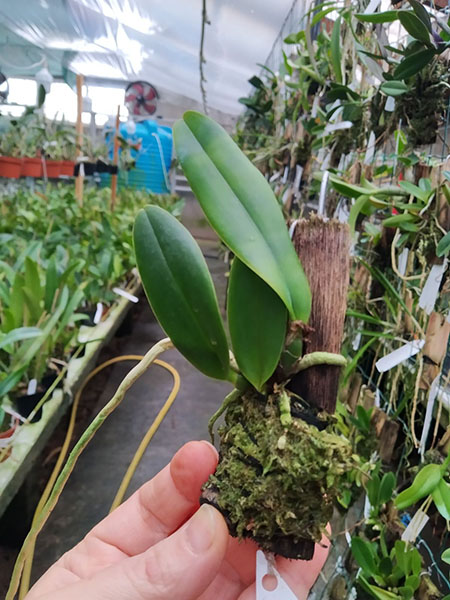 Laelia praestans concolor 'Colirio' x self.jpg