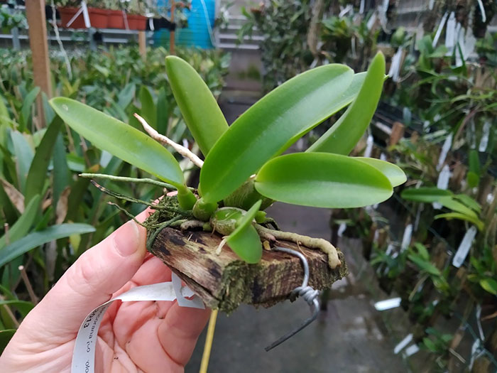 Laelia sincorana (concolor 'BO' x (sincorana alba x SELF)).jpg