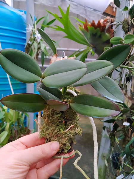 Cattleya schilleriana 'Zaslawski' x 'Surpresa'.jpg