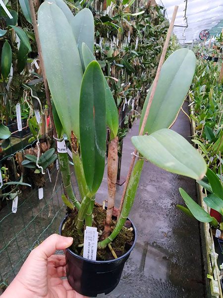 Cattleya lueddemanniana tipo ('Haide' x sib) x coerulea 'Giovani Bordini'.jpg