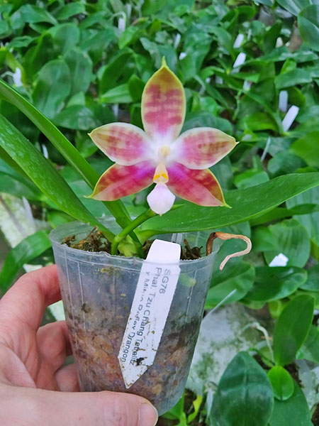 Phalaenopsis Tzu Chiang Tetralitz x Mituo Reflex Dragon.jpg