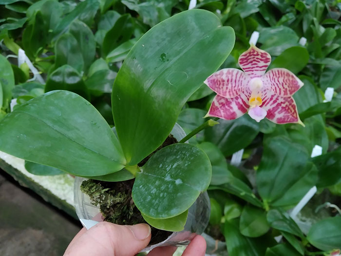 Phalaenopsis Tzu Chiang Tetralitz x Mituo Reflex Dragon.jpg