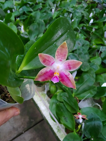 Phalaenopsis Tzu Chiang Tetralitz x Mituo Reflex Dragon.jpg