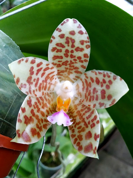 Phalaenopsis gigantea x Yungho Gelblitz.jpg