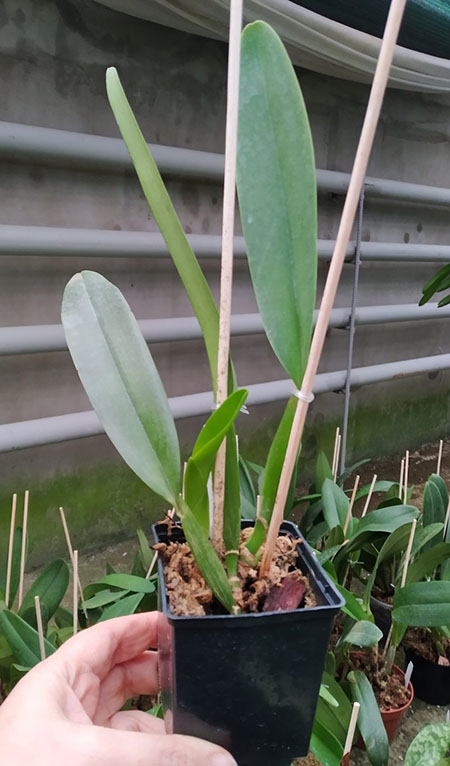 Cattleya mossiae alba 'Thais' x alba XXX.jpg
