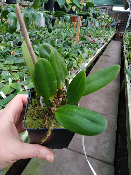 Laelia praestans (escura 'Safira' x 'California Star').jpg