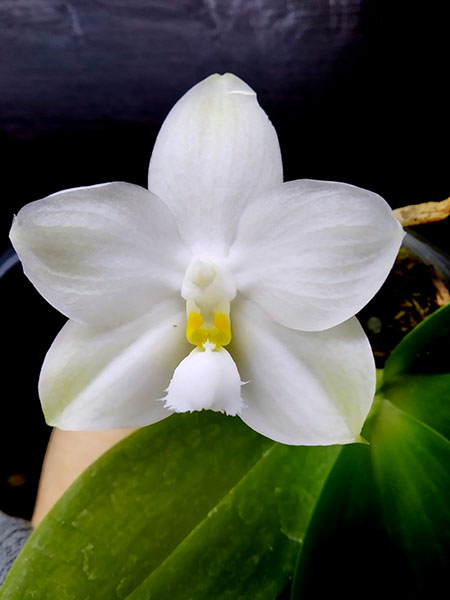 Phalaenopsis (Chang Maw Jade x Yaphon Lover).jpg