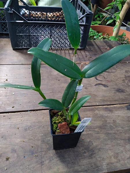 Cattleya leopoldii semi-alba 'Casellato' x multiforme 'Aquarela'.jpg