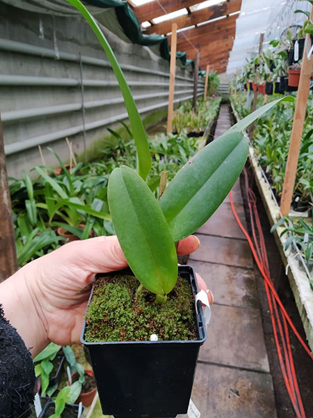 Cattleya mossiae semi alba ('Pica pau' x 'Gigante').jpg