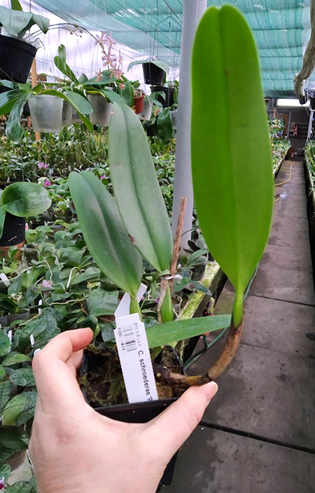 Cattleya schroederae 'Popayan' x self.jpg