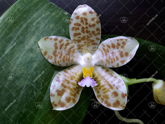 Phalaenopsis gigantea x Yungho Gelblitz.jpg